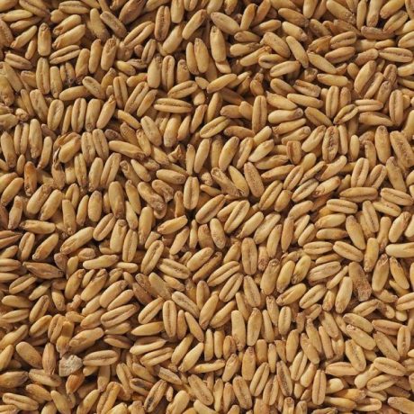 Cereal Oat (aveia)